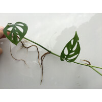 Monstera acuminata Ableger/Cutting