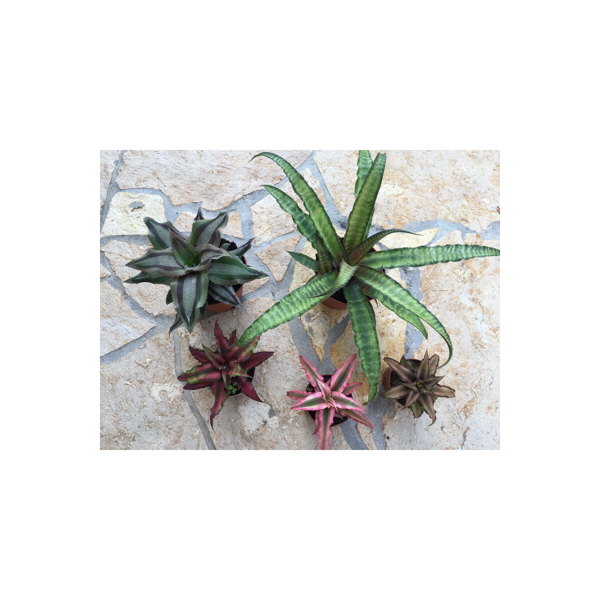 Cryptanthus MIX 6