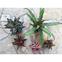 Cryptanthus MIX 6