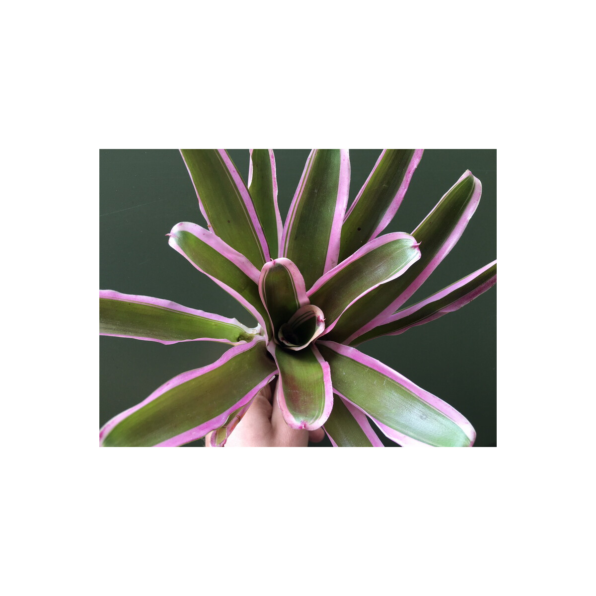 ANGEBOT Neoregelia fireball pink NEU aufgebunden