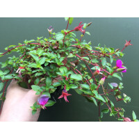 Heterocentron elegans