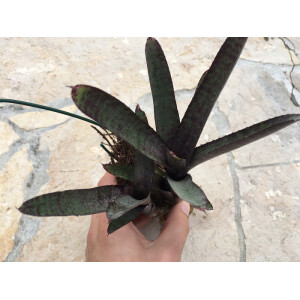NEW Neoregelia ampullacea purple lila