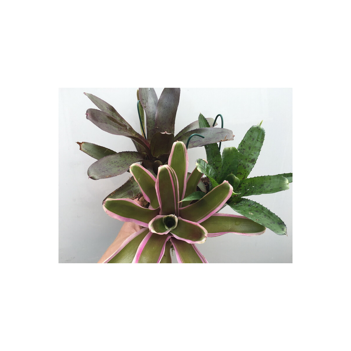 Bromeliensortiment (3 Bromelien)