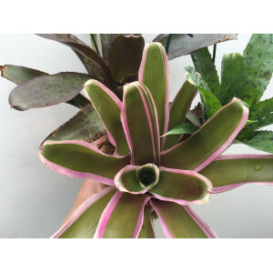 Bromeliensortiment (3 Bromelien)