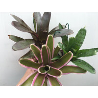 Bromeliensortiment (3 Bromelien)