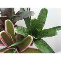 Bromeliensortiment (3 Bromelien)