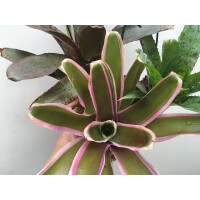 Bromeliensortiment (3 Bromelien)