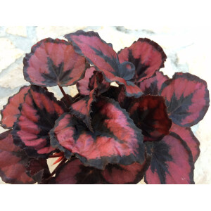 Begonia deep red