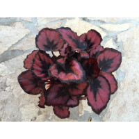 Begonia deep red
