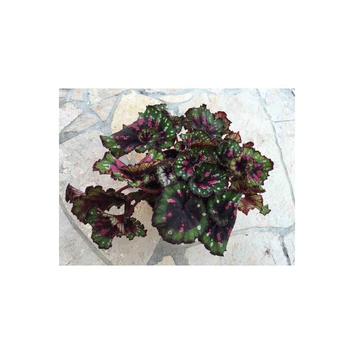 Begonia pink pointed box