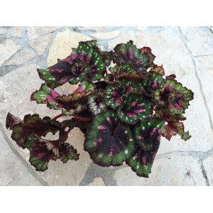 Begonia pink pointed