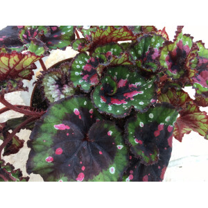 Begonia pink pointed