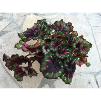 Begonia pink pointed