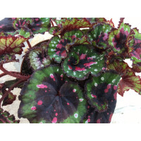 Begonia pink pointed