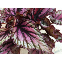 Begonia pink