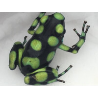 Dendrobates auratus Capurgana