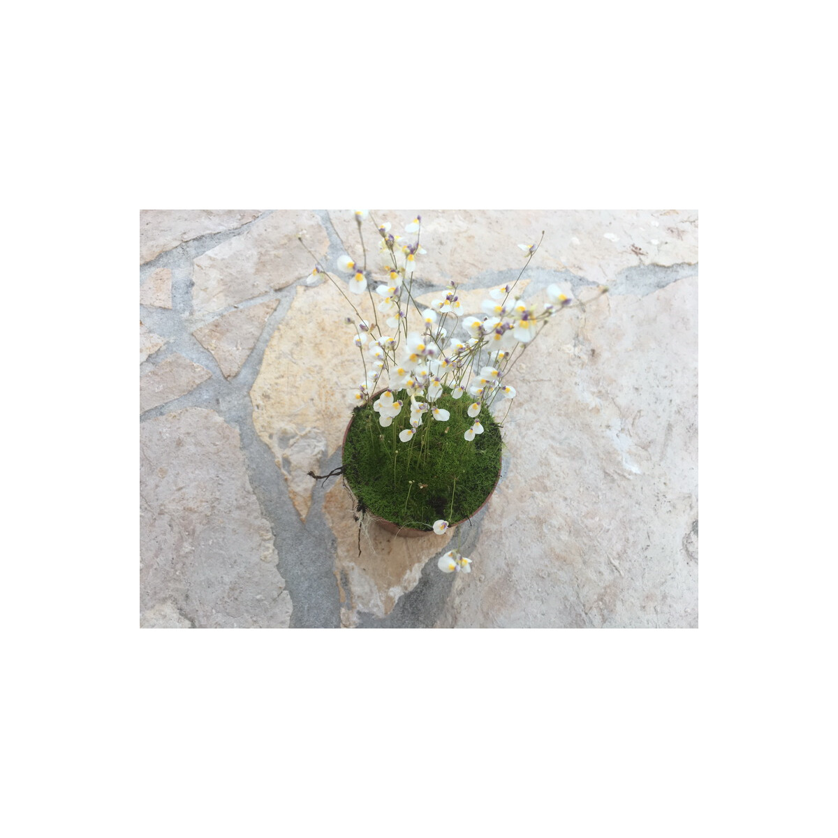 Utricularia parthenopipes