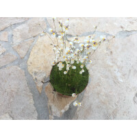 Utricularia parthenopipes