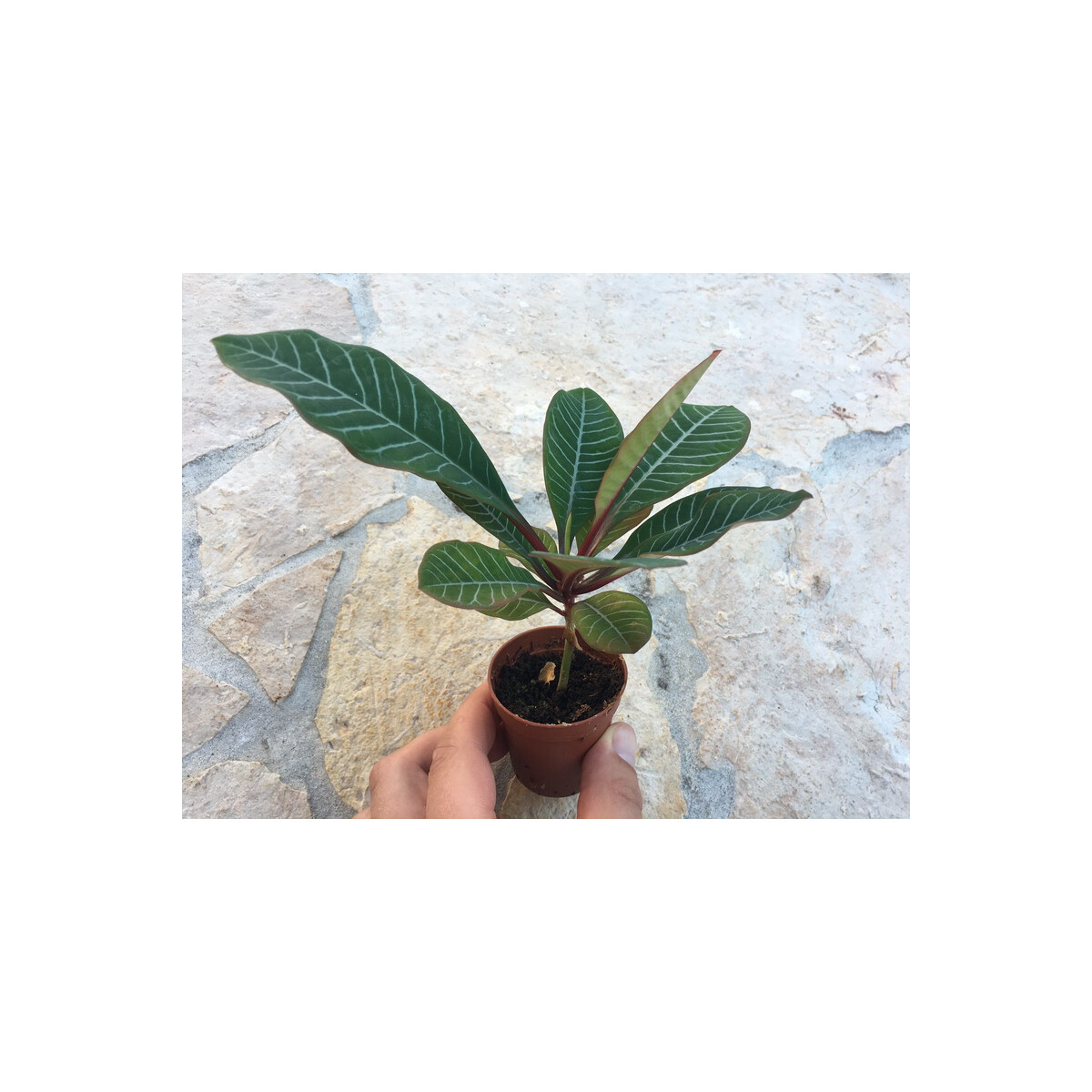 Euphorbia leuconeura