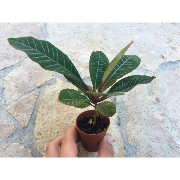 Euphorbia leuconeura