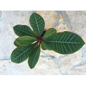 Euphorbia leuconeura