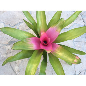Neoregelia ´Pink Sensation´