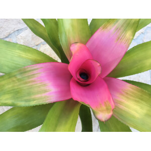 Neoregelia ´Pink Sensation´