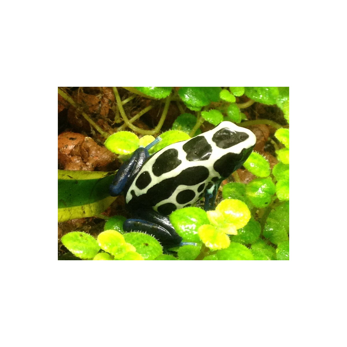 Zuchtpaar Dendrobates tinctorius oyapok