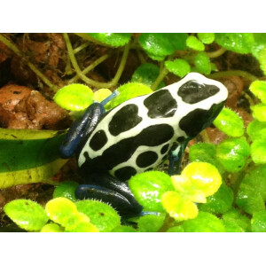 Zuchtpaar Dendrobates tinctorius oyapok