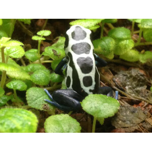 Zuchtpaar Dendrobates tinctorius oyapok
