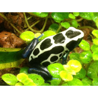 Zuchtpaar Dendrobates tinctorius oyapok 