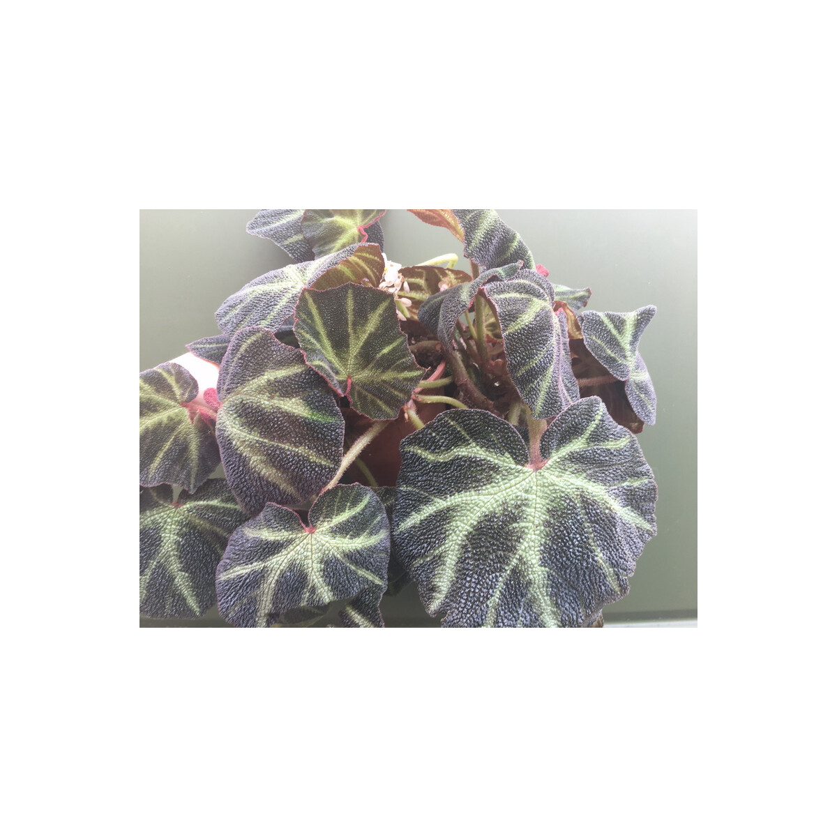 Begonia spec. Afrika (selten) box