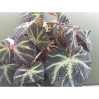 Begonia spec. Afrika (selten)