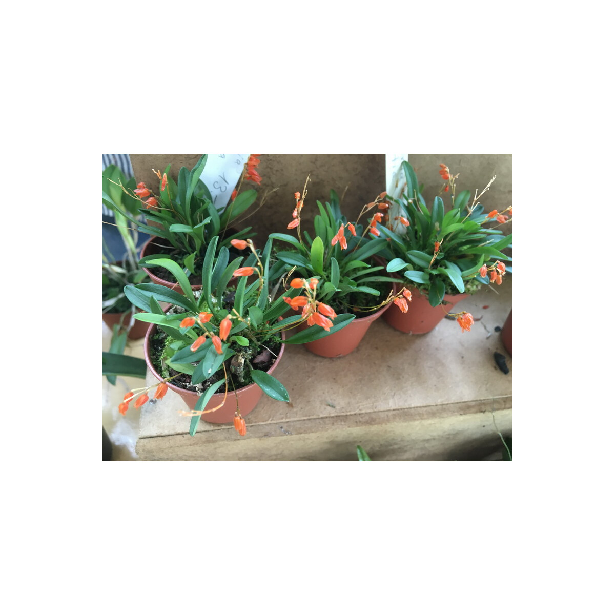 Pleurothallis lateritia box