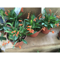 Pleurothallis lateritia