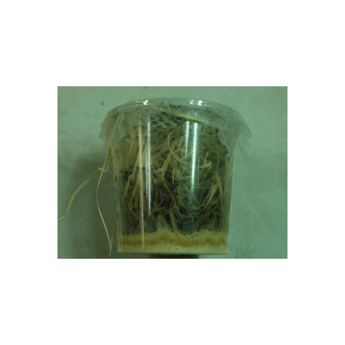 Angebot Drosophila groß ( 500ml Dose )