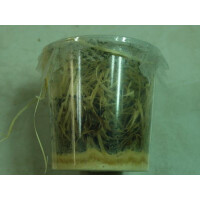 Angebot Drosophila groß ( 500ml Dose )