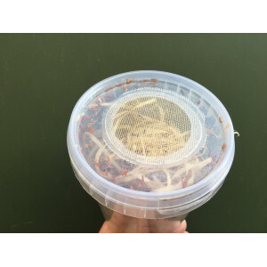 Drosophila gross Fruchtfliegen 520ml Dose (stabile Dose mit Gazedeckel)