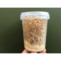 Drosophila gross Fruchtfliegen 520ml Dose (stabile Dose mit Gazedeckel)