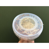 Drosophila gross Fruchtfliegen 520ml Dose (stabile Dose mit Gazedeckel)