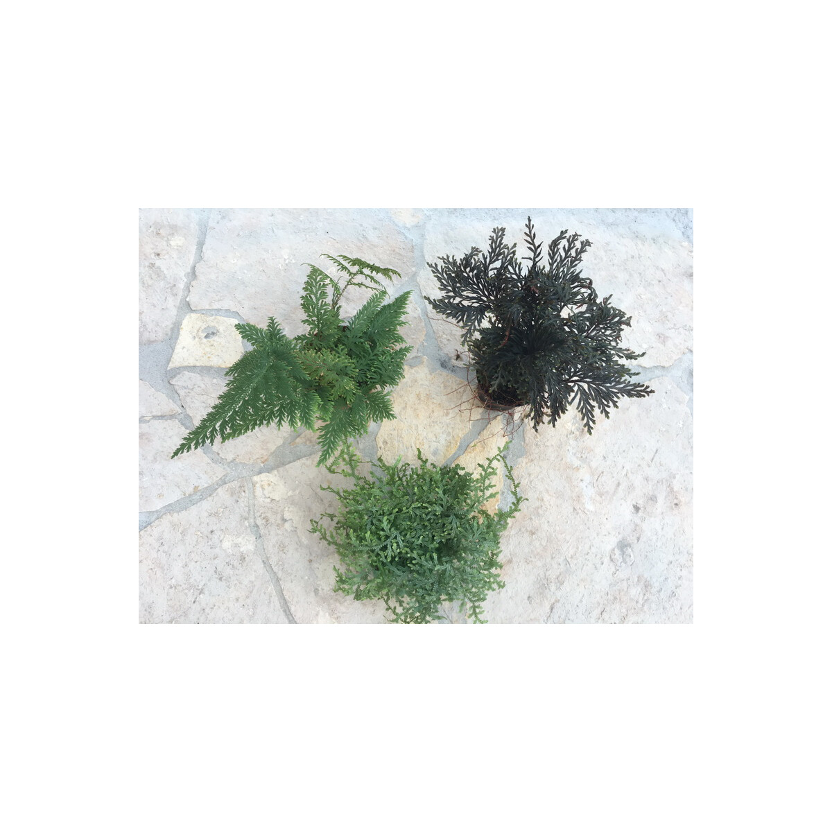 Moosfarn Mix 1 (Selaginella)