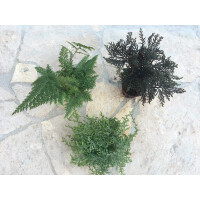 Moosfarn Mix 1 (Selaginella)