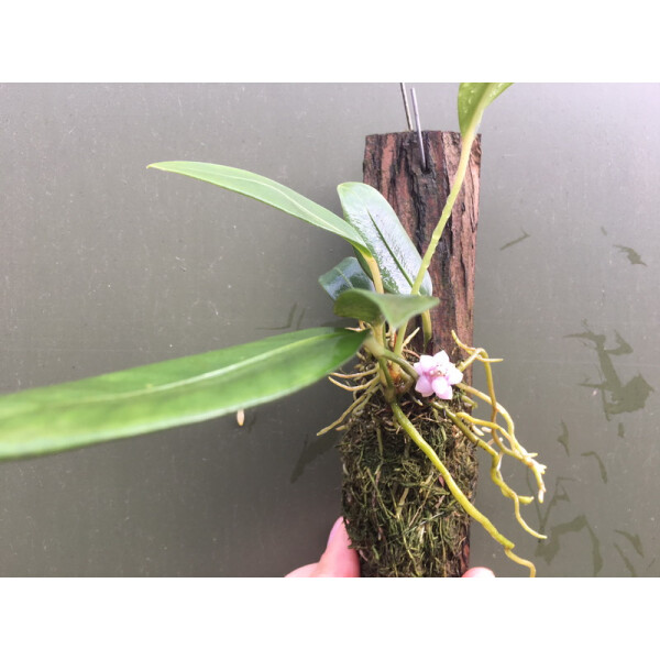 Anthurium spec. Ecuador, lila Beeren