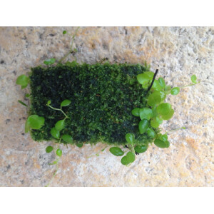 Xaximplatte weich 10x20x1,5cm