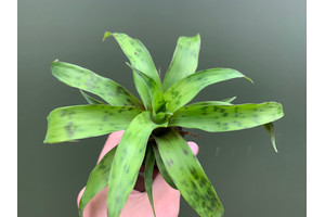 Vriesea greenstriped NEU