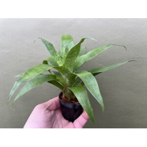Vriesea greenstriped NEU