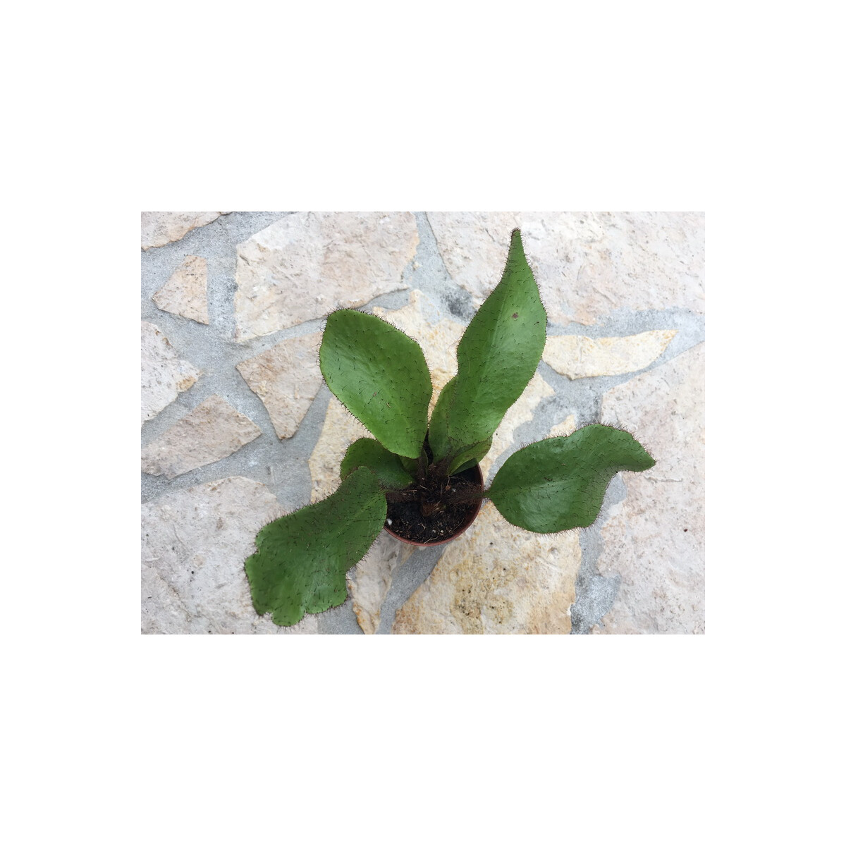 Elaphoglossum crinitum