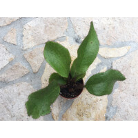 Elaphoglossum crinitum