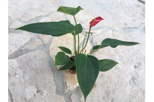 Mini Anthurium spec. Costa Rica NEU
