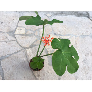 Jatropha podagrica